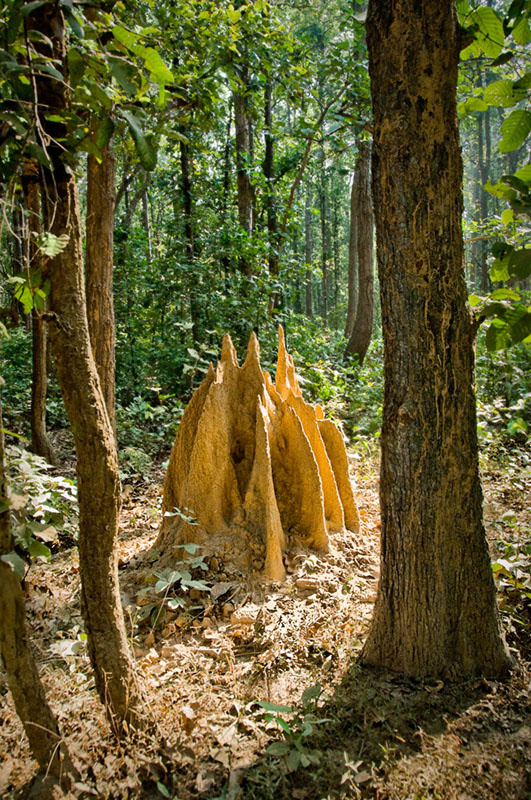 Termite Mound